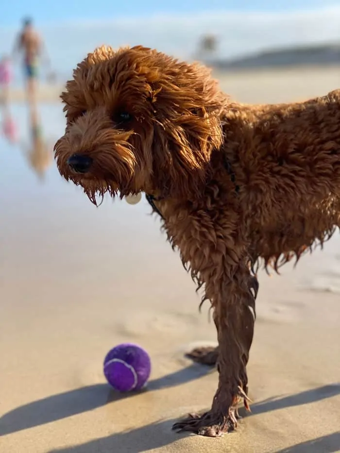 Puppy at dog beach