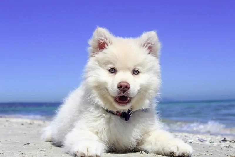 Taking puppy to the beach