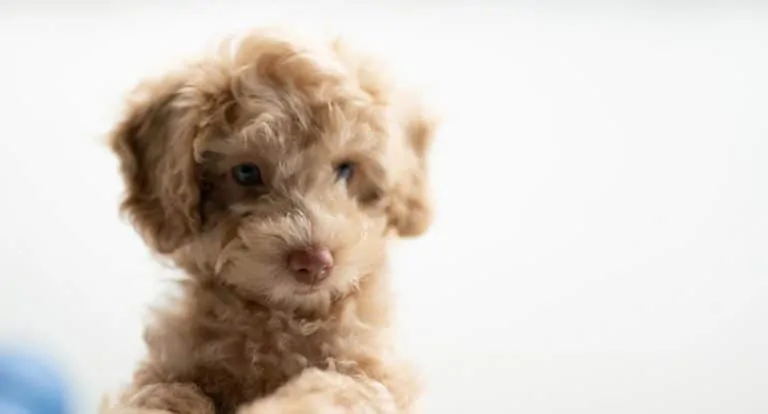 What Is An Oodle Dog ﻿AND Ultimate Poodle Mix Dog Breed List