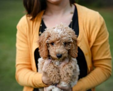 Teacup Goldendoodle what is an oodle dog