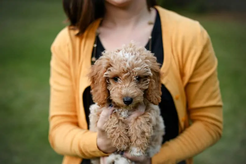 How often do goldendoodles go hotsell into heat