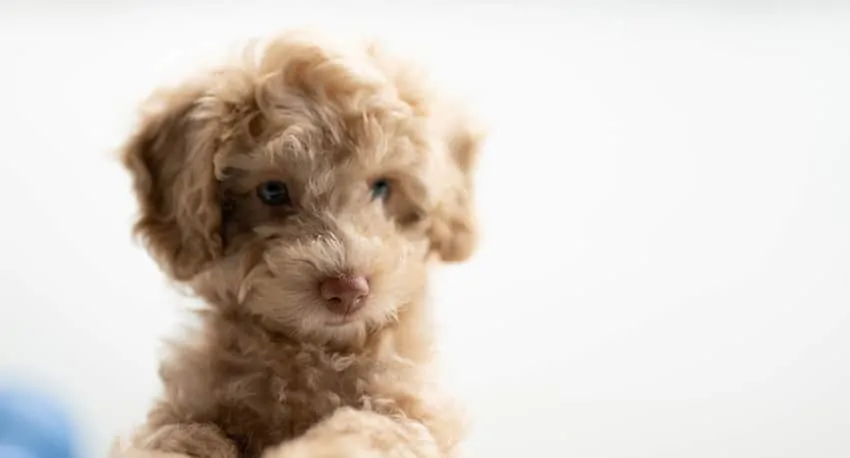 baby goldendoodle barking