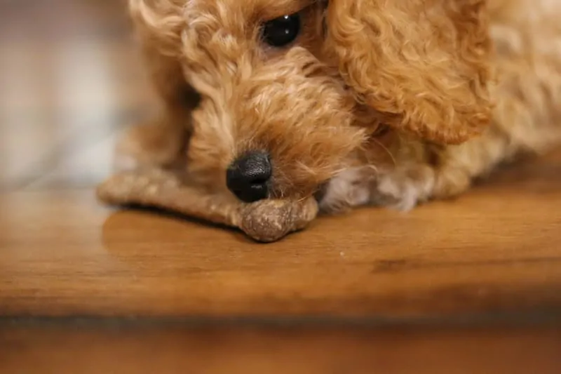 F1 Teacup Goldendoodle Size