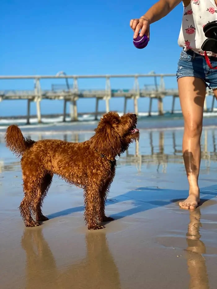 puppy beach grooming