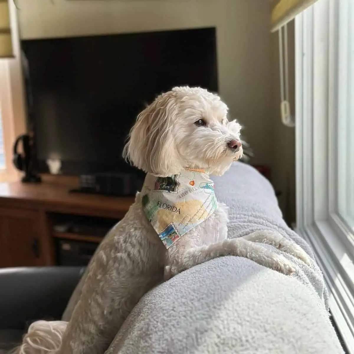 Toy Goldendoodle looks through the window