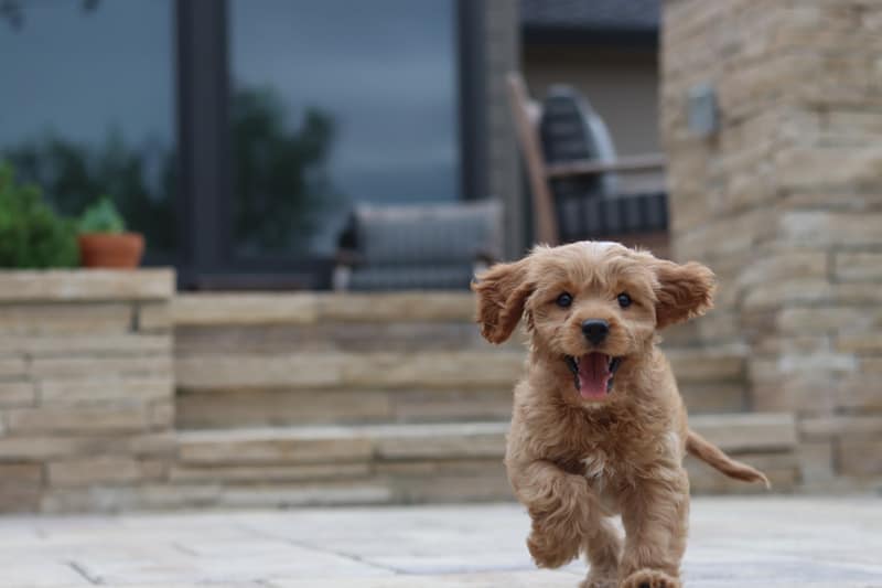 Toy Goldendoodle barking