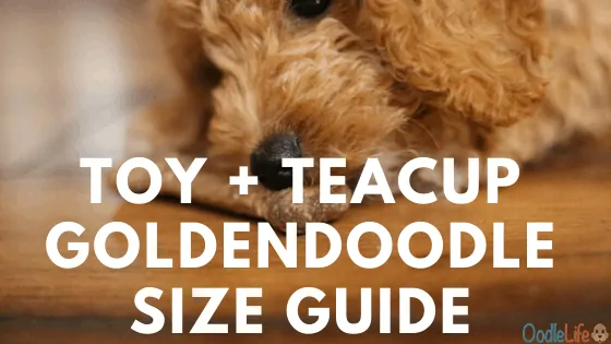 Comparison of the Toy and Teacup Goldendoodles