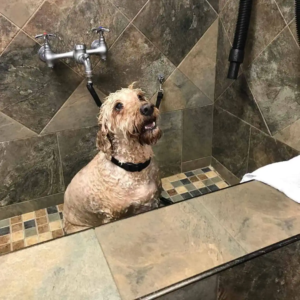 bathing calm Goldendoodle