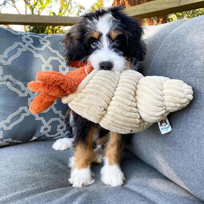 bernedoodle plush toy