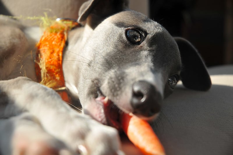 how many carrots can i feed my dog