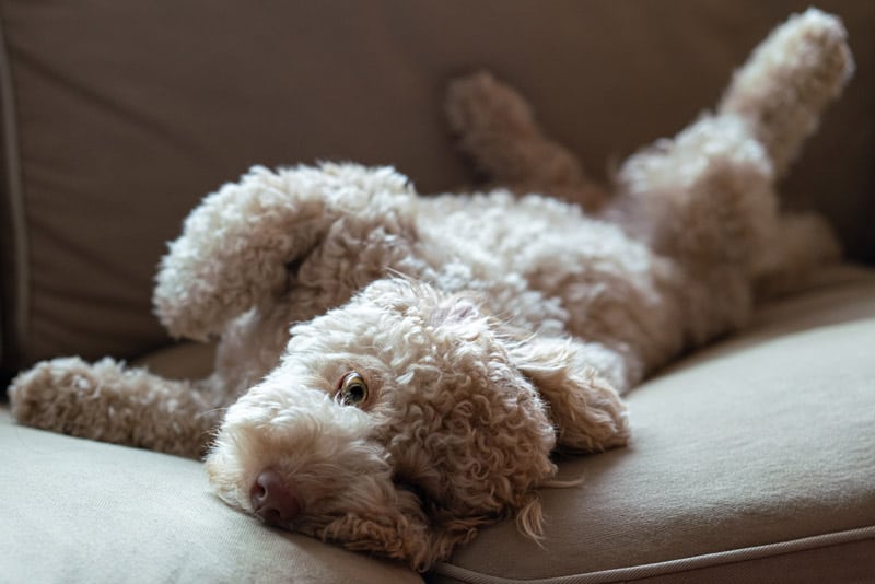 will my goldendoodle puppy stop shedding