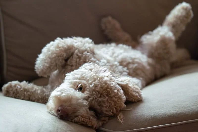 curly coat goldendoodle smell