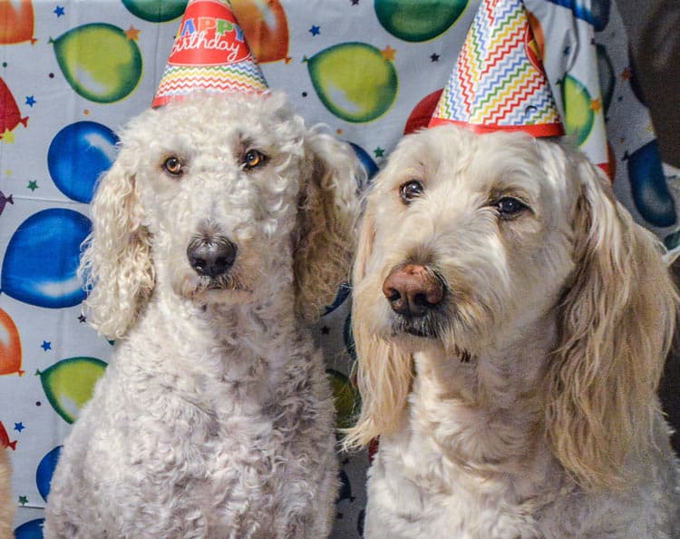 7. Standard Poodle Haircuts for Different Coat Types: Curly, Wavy, and Straight - wide 8