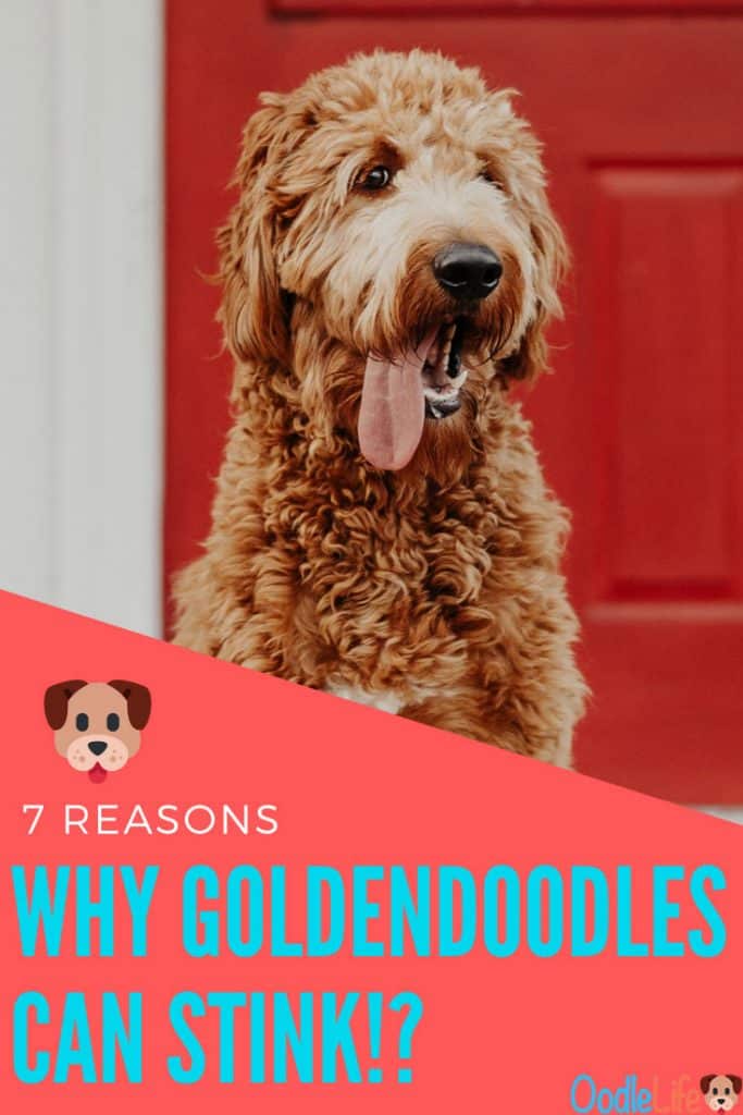 do mini goldendoodles have health problems