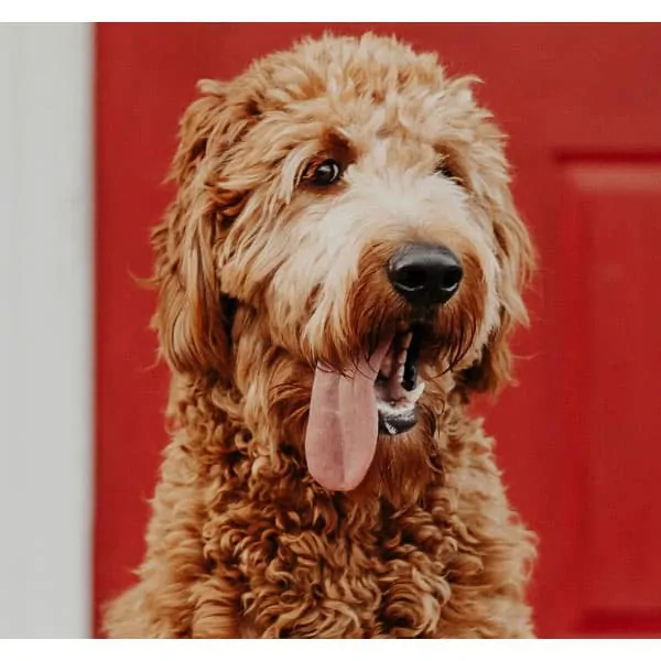 how often do you bathe a goldendoodle puppy