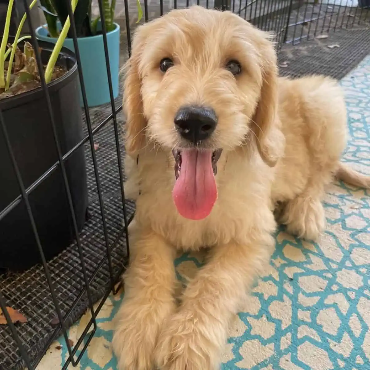 English cream Goldendoodle puppy