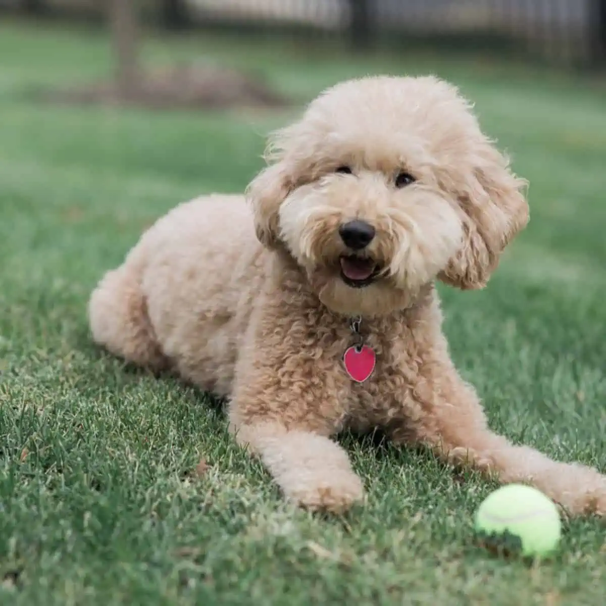 F1B Mini Goldendoodle with ball