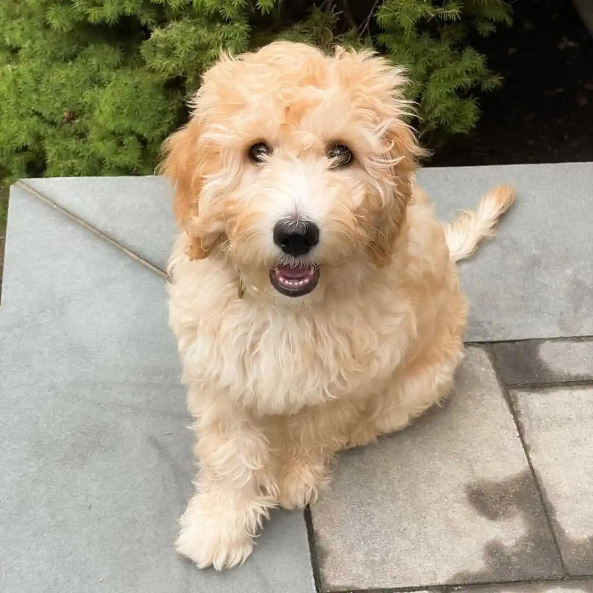 Goldendoodle showing lower teeth