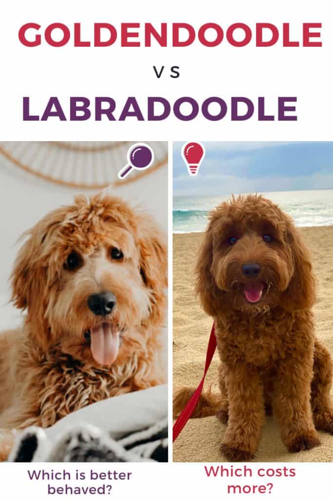 Goldendoodle Vs Labradoodle