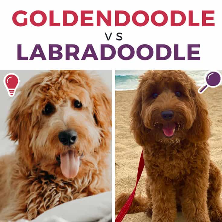 Goldendoodle vs Labradoodle Complete Comparison