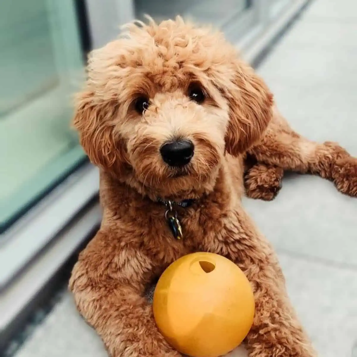 Goldendoodle with a ball