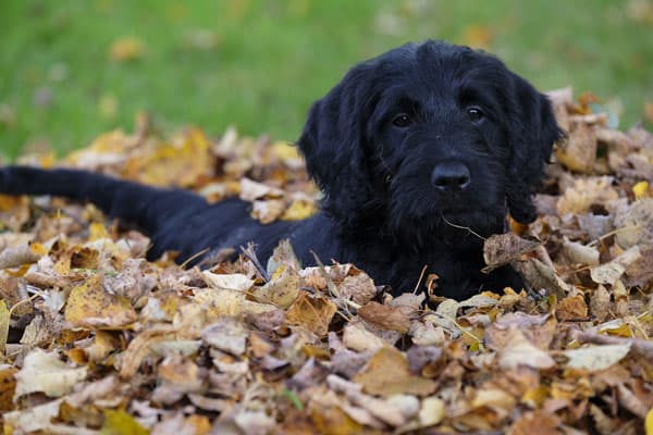 labradoodle black dog straight coat