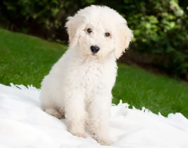 white labradoodle dog