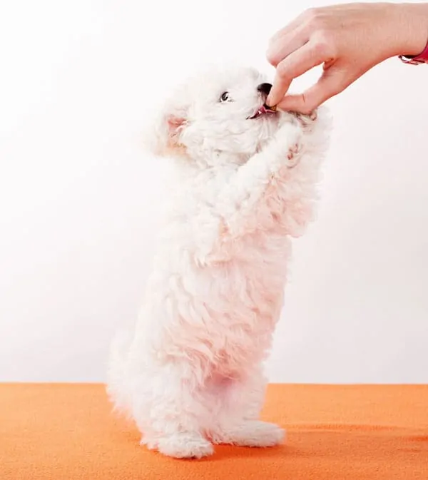 labradoodle white puppy begging for treats