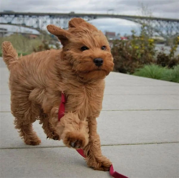 straight coat labradoodle running into the wind