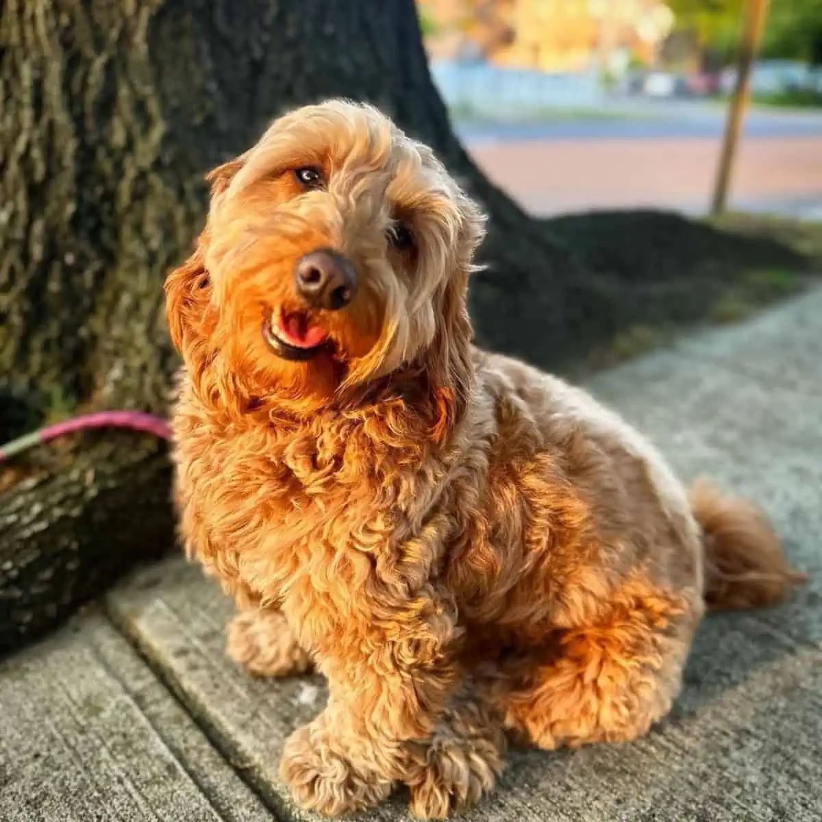 Mini Goldendoodle good mood