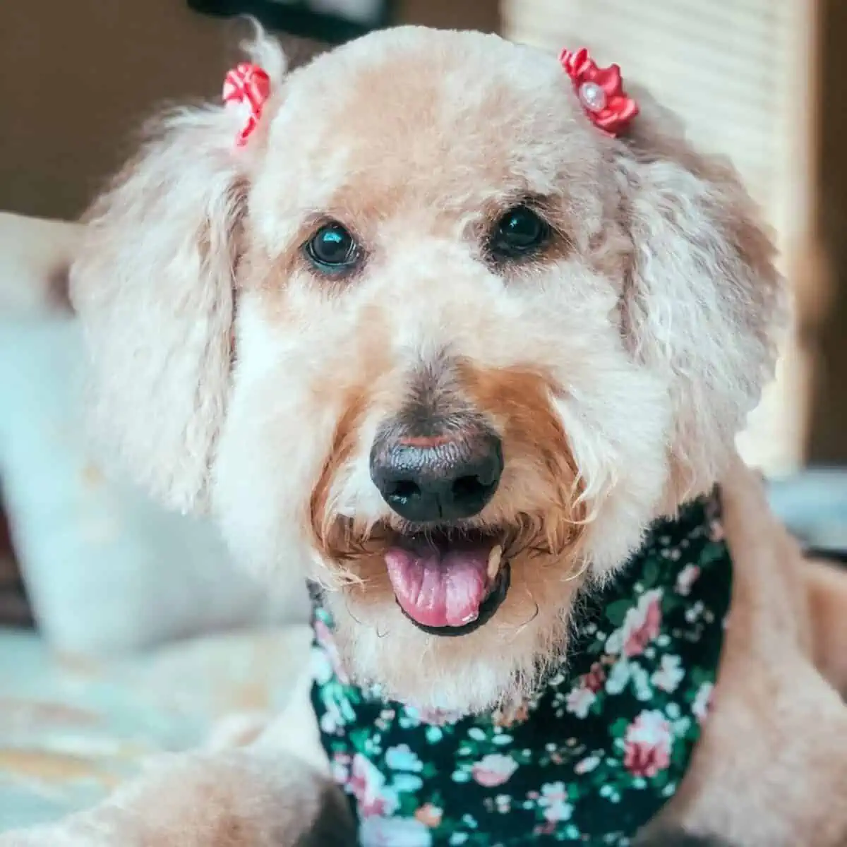 new look of Goldendoodle