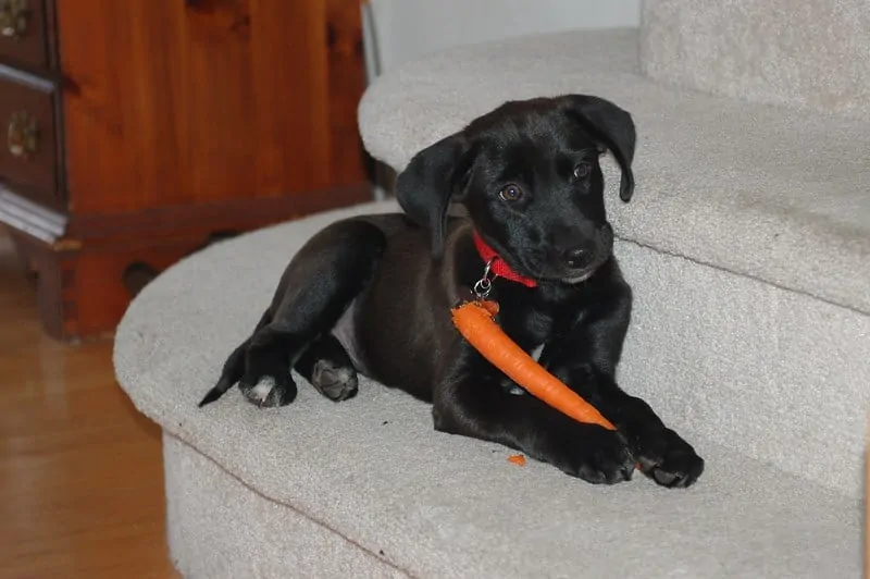 labrador cam puppy eat carrot