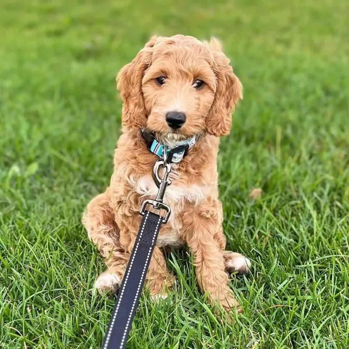 sitting Goldendoodle puppy