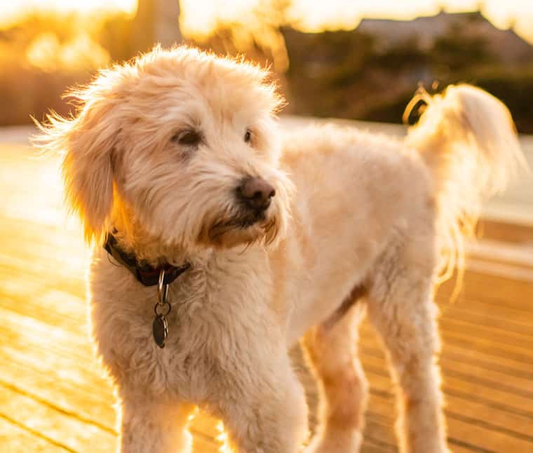 straight coat golden doodle