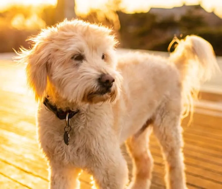 goldendoodle with straight coat vs labradoodle