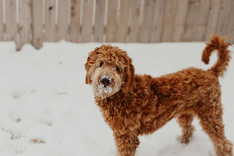 curly goldendoodle puppy