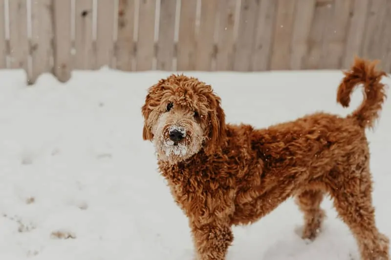 wavy coat goldendoodle coat photo