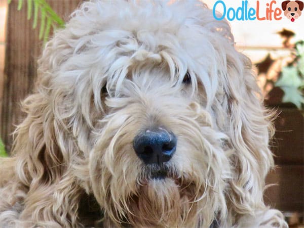 best shampoo for goldendoodle dogs