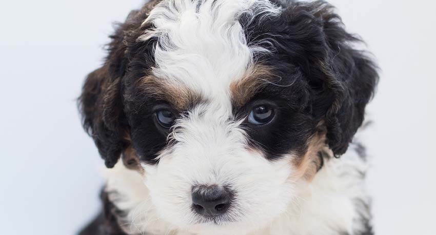 do bernedoodles shed