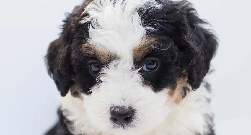 a bernedoodle puppy up close