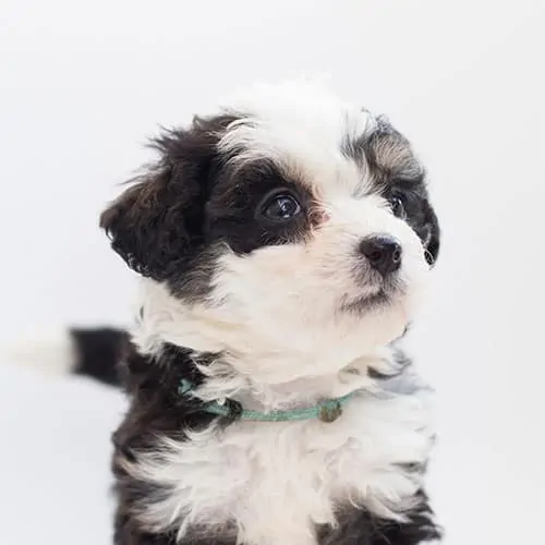 bernedoodle puppy looking quizzical