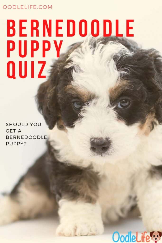 bernedoodle quiz
