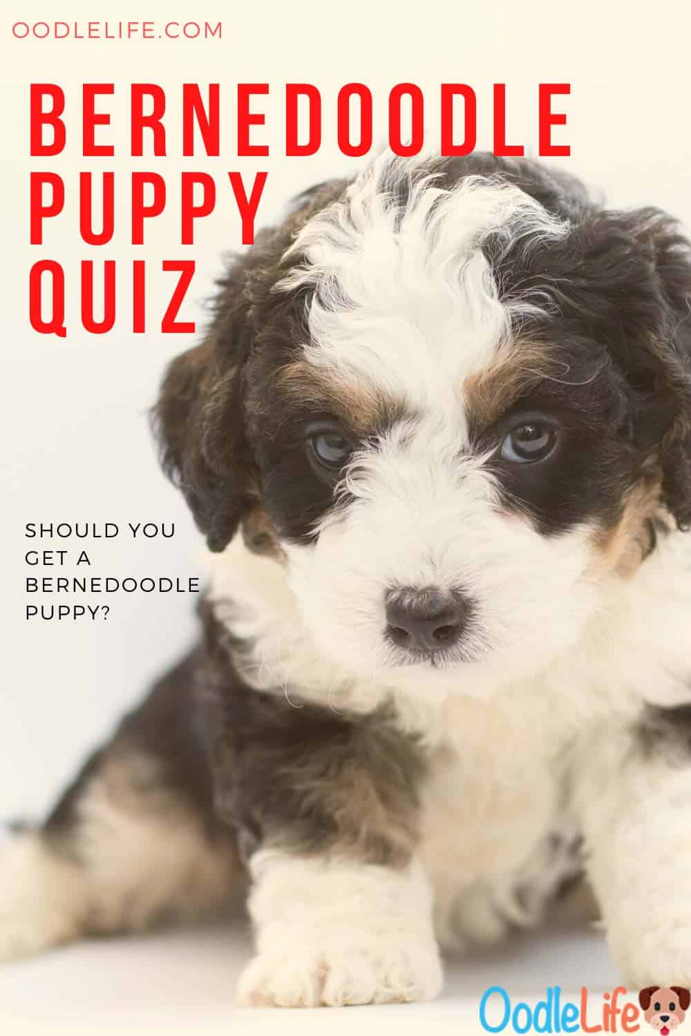 Should You Get A Bernedoodle Quiz? 7 Question Test Oodle