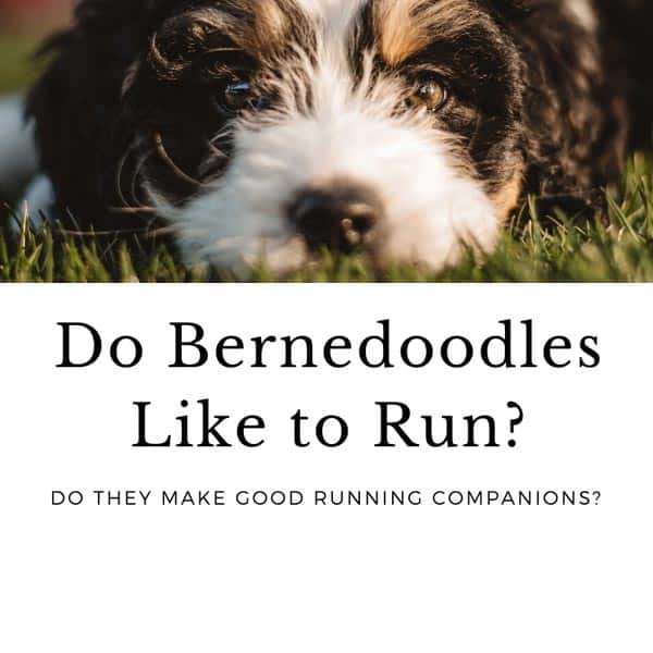 How Much Exercise Does A Bernedoodle Need