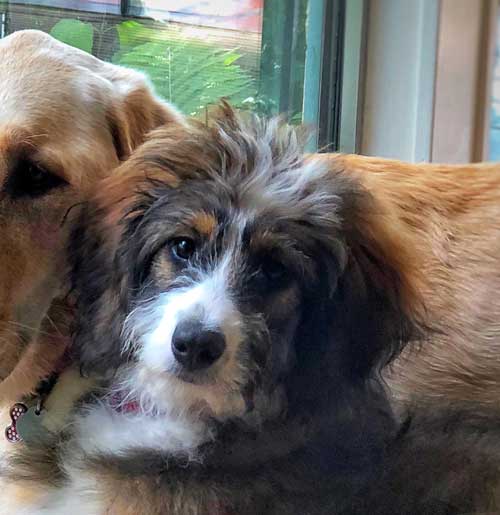 bernedoodle crate training