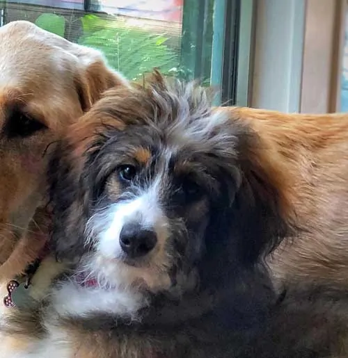 How To Potty Train A Bernedoodle Ultimate Guide 2