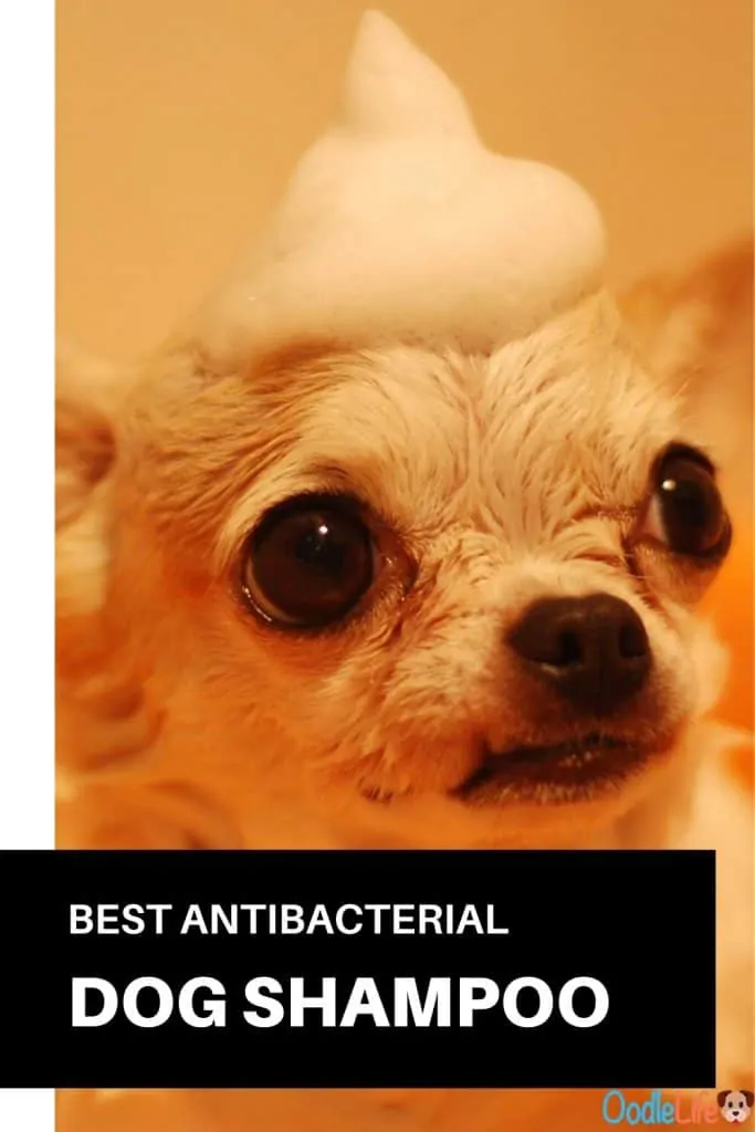best antibacterial dog shampoo