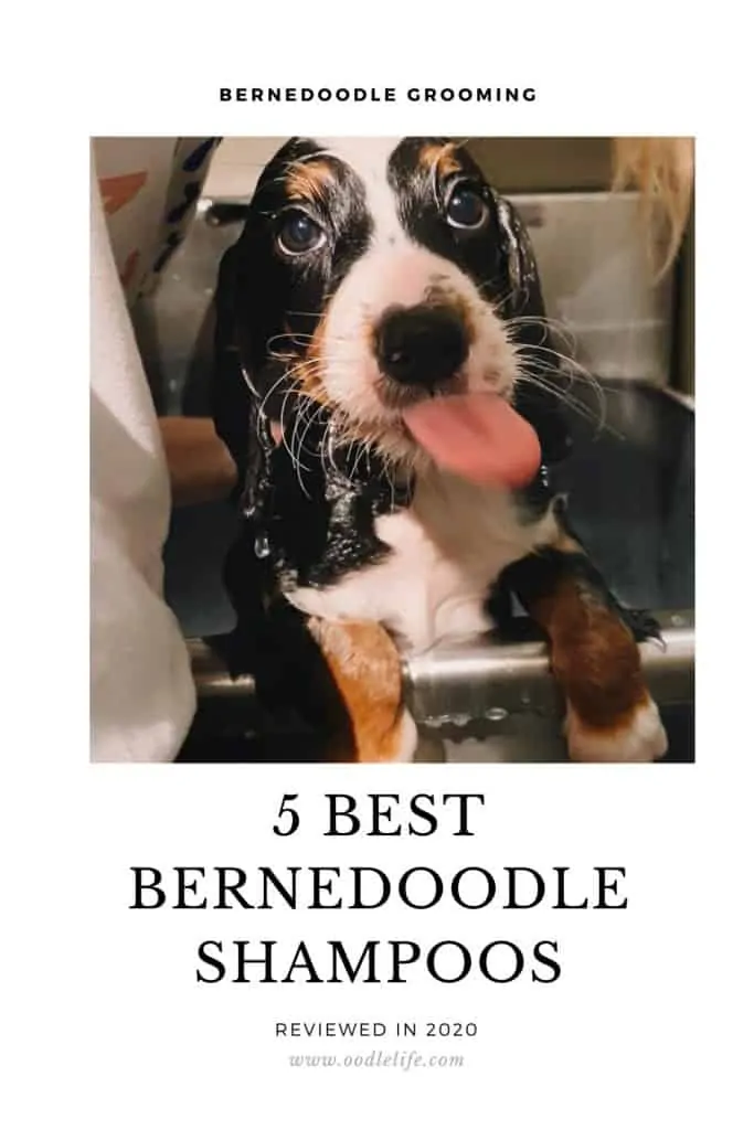 best shampoo for Bernedoodle