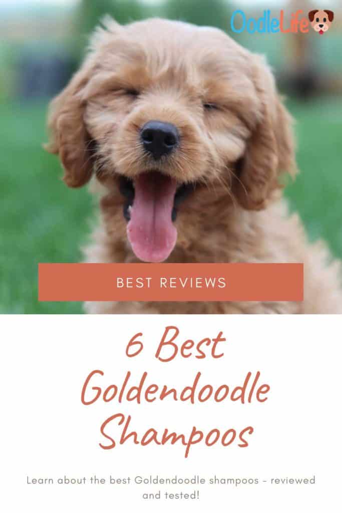 best shampoo for goldendoodle dogs