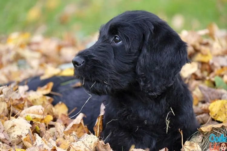 black labradoodle puppy with no furnishings